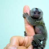 TinyMonkey