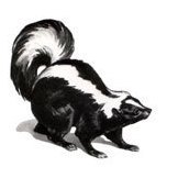 Polecat