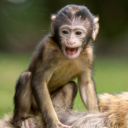 monkeytime