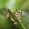 GreenFrog