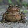 hairytoad