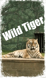 Wild-Tiger